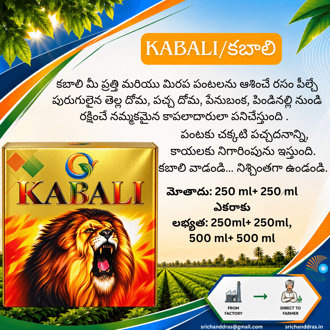 Brochure page 15
